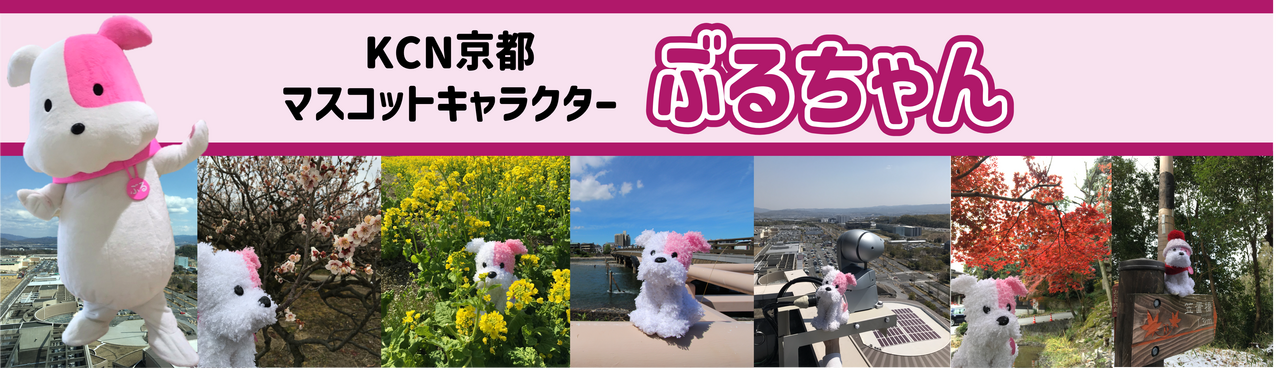 KCN京都マスコットキャラクターぶるちゃん